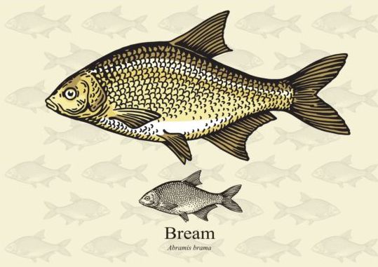 Bream fish vector