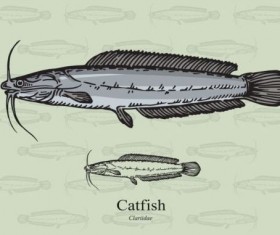 Catfish fish vector