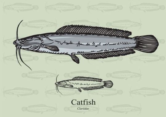 Catfish fish vector