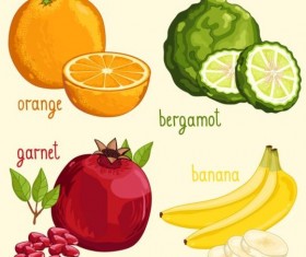 Fruit with name design vector 05
