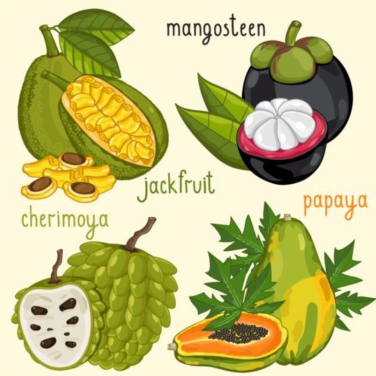 Fruit with name design vector 06
