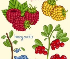 Fruit with name design vector 10