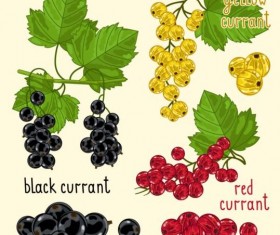 Fruit with name design vector 11