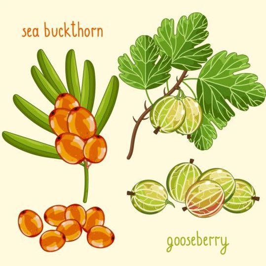 Fruit with name design vector 12