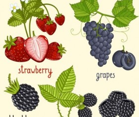 Fruit with name design vector 13