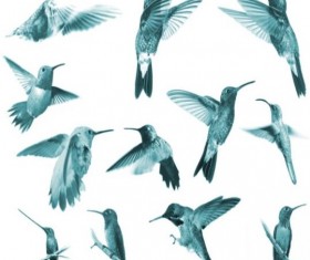 Jewelled Wings Photoshop Brushes