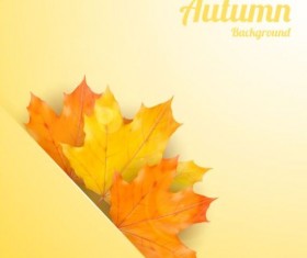 Maple leaves with autumn background vector 03