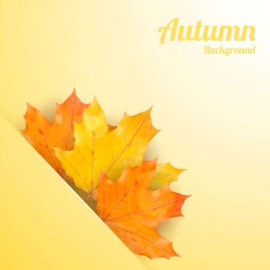 Maple leaves with autumn background vector 03