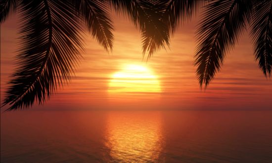 Palm trees with sunset summer background 02