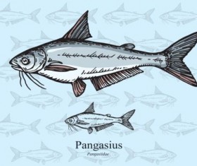 Pangasius fish vector