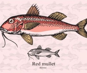 Red mullet fish vector