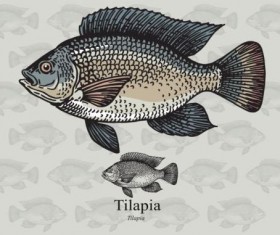 Tilapia fish vector