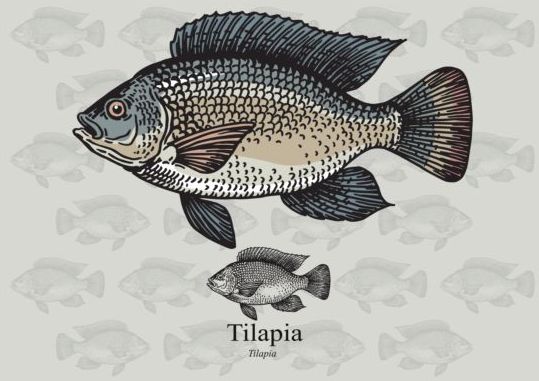 Tilapia fish vector