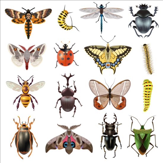 Vector Insects huge collection 01 free download