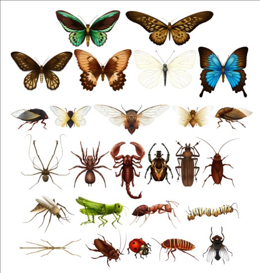 Vector Insects huge collection 02