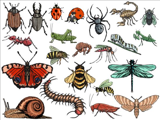 Vector Insects huge collection 04