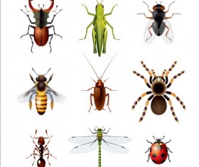 Vector Insects huge collection 05
