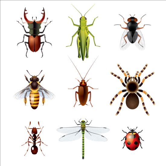 Vector Insects huge collection 05 free download