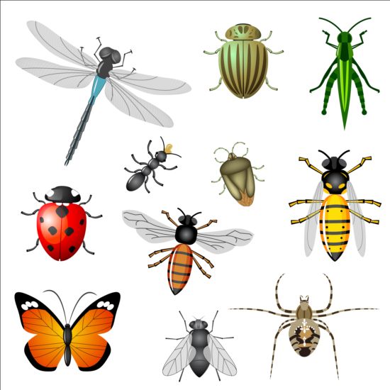 Vector Insects huge collection 07