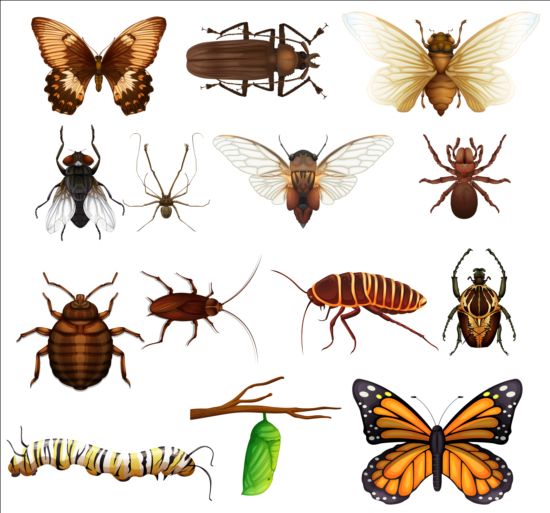 Vector Insects huge collection 08 free download