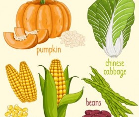 Vegetables with name design vector 04