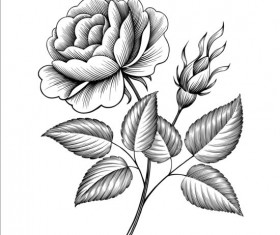 Vintage rose engraving template vector