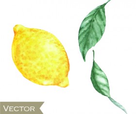 Watercolor fruit design vector 01