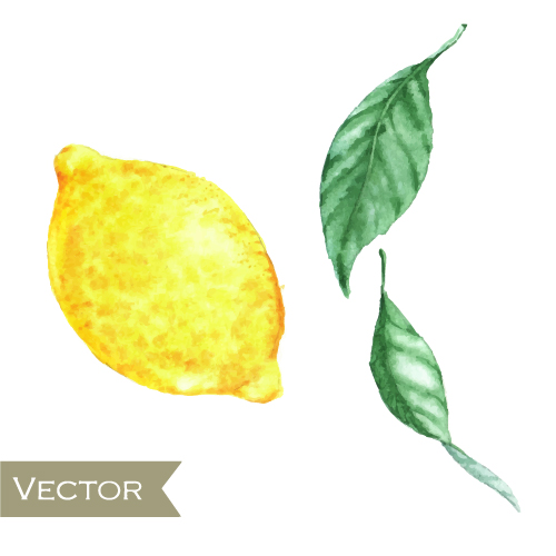 Watercolor fruit design vector 01