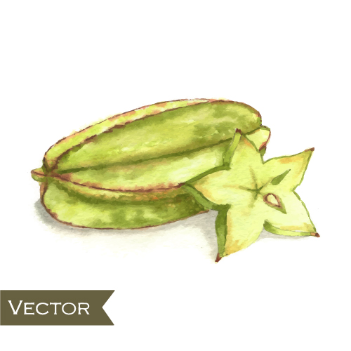 Watercolor fruit design vector 02