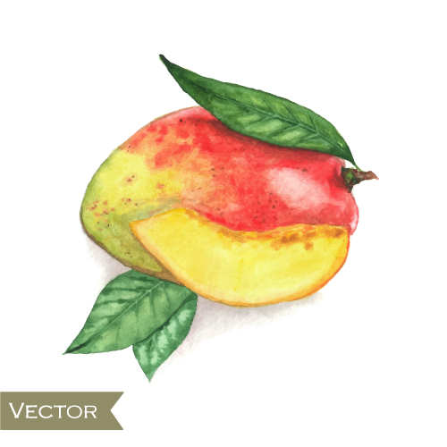 Watercolor fruit design vector 03