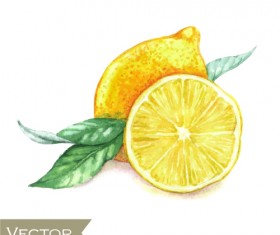 Watercolor fruit design vector 04