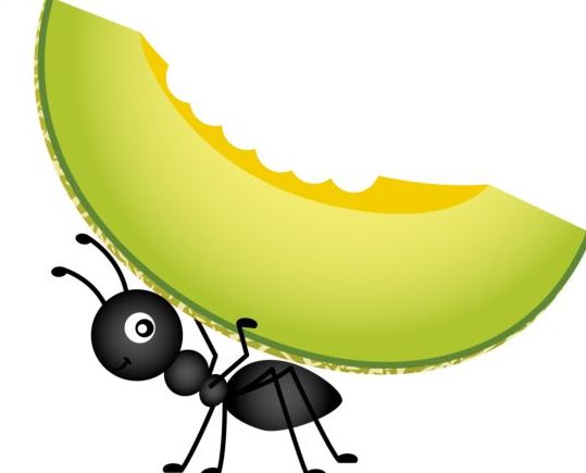 Ant carrying cantaloupe melon vector free download