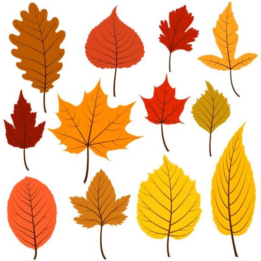Autumn leaves in warm colours vector