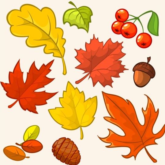 Autumn leaves with buts and berries vector