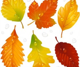 Autumn leaves with water drop vector