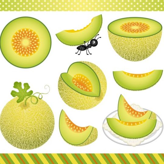 Cantaloupe melon digital clipart vector
