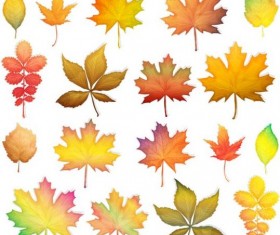 Colorful autumn leaves vectors 01