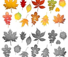 Colorful autumn leaves vectors 04