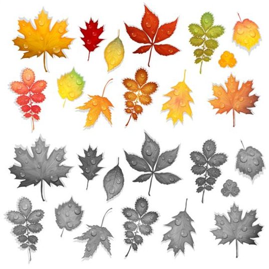 Colorful autumn leaves vectors 04