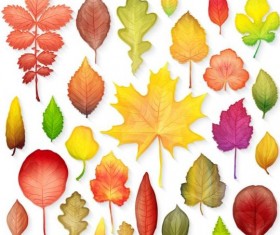 Colorful autumn leaves vectors 05