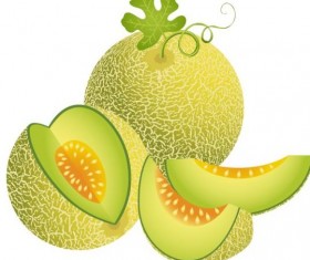 Juicy cantaloupe melon vector