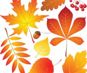 New autumn leaves collection vector