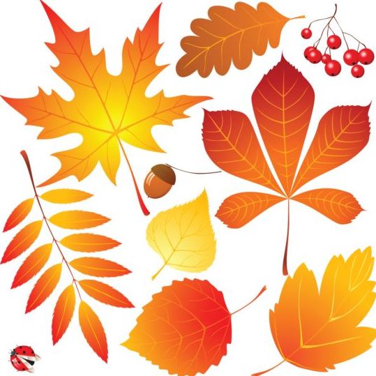 New autumn leaves collection vector