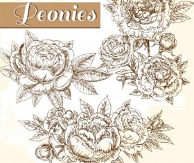 hand drawn peonies vintage vector