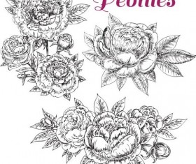 hand drawn set peonies vector