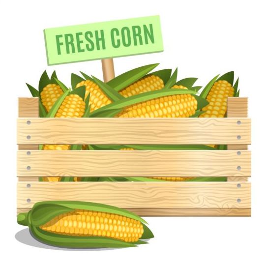 Fresh corn poster vector design