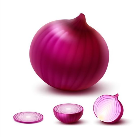Fresh onion slice vector 01