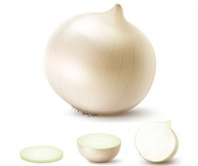Fresh onion slice vector 02