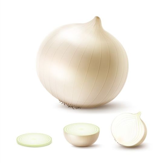 Fresh onion slice vector 02