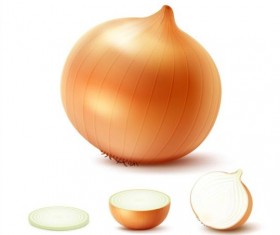Fresh onion slice vector 03